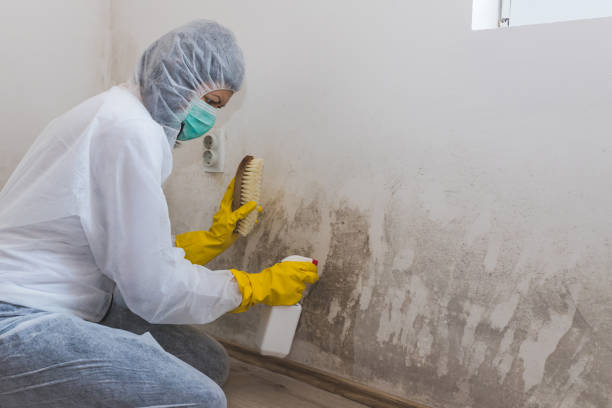 Kemmerer, WY Mold Inspection, Removal & Remediation Company