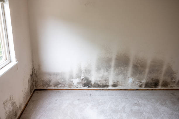 Mold Remediation for Rental Properties in Kemmerer, WY