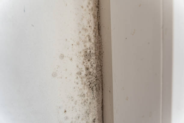 Mold Removal for HVAC Installations